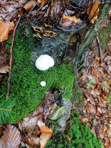 宏观照片，动物，自然 - 欧洲，东欧图片下载
