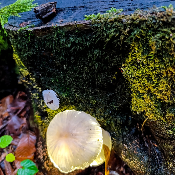 宏观照片，动物，自然 - 欧洲，东欧图片下载