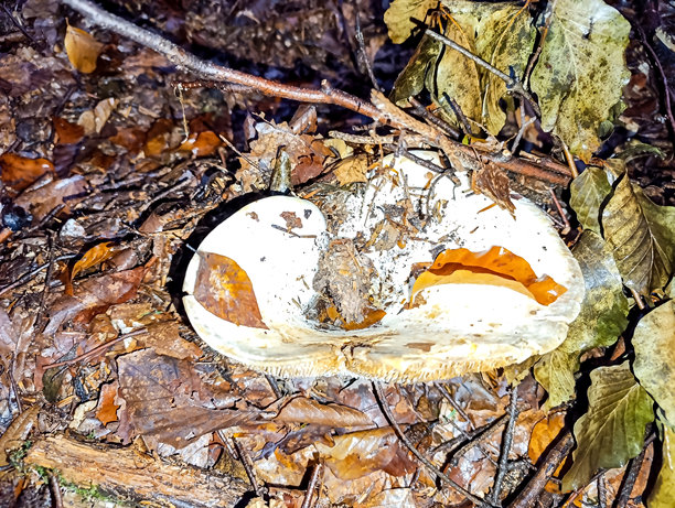 宏观照片，动物，自然-欧洲，东欧图片下载