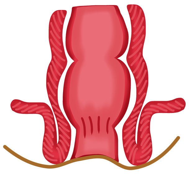 直肠和肛门解剖图，人体消化系统图，手绘水彩插画图片下载
