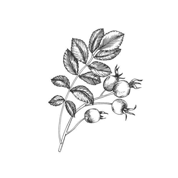玫瑰果枝，带有浆果和叶子。矢量插画，墨水手绘。图形草图，孤立在白色背景上。用于茶叶标签、化妆品、卡片和邀请函的设计元素。图片下载