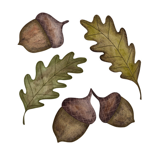 淡雅的水彩橡树叶和橡子，以宁静的棕绿色调呈现在洁白的背景上。图片下载