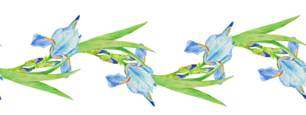 蓝鸢尾花。手绘无缝水平图案，孤立在白色背景上。水彩插画，包含新鲜的花朵、叶子和花蕾，用于纺织品设计、包装纸、壁纸、家居装饰。图片下载