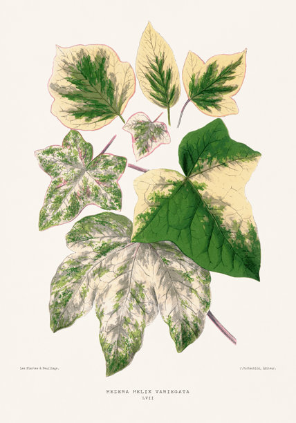 常春藤（Hedera Helix variegata）叶子插画。植物画，约1867年。图片下载