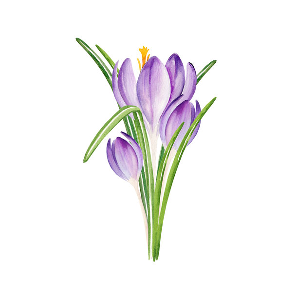 春日番红花花束，手绘水彩蓝紫色花朵，雪花莲，春季复活节寒冷天气紫色花卉插画，绿叶，适合母亲节派对和厨房装饰图片下载