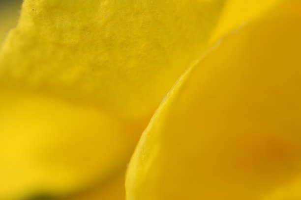 一朵花的微距照片图片下载