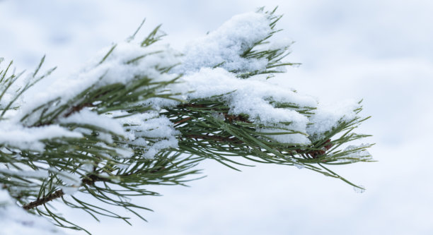 松树的常绿针叶覆盖着雪，宏观照片图片下载