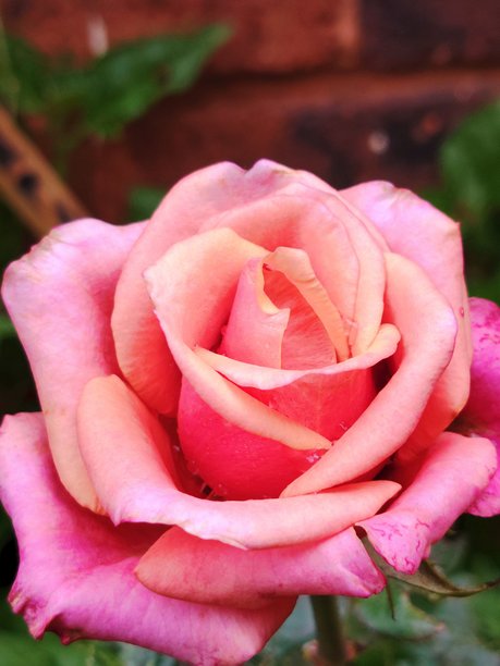 特写微距照片，展示了一朵覆盖着新鲜雨滴的粉色和桃色玫瑰。花瓣呈现出从暖桃色到深粉色的柔和渐变，水滴增加了光泽和质感。这是一幅充满活力的自然花卉图像，捕捉了雨后的清新感。图片下载