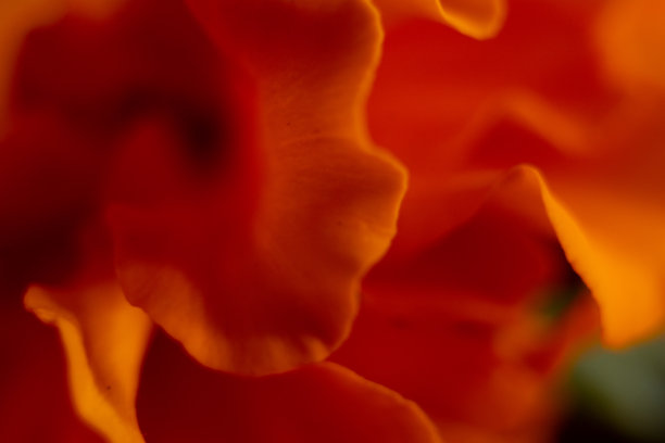 万寿菊花的微距照片。图片下载