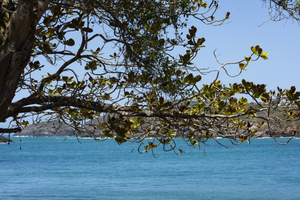照片展示了深邃的蓝色大海，被伸向画面的树枝和树叶框住，形成天然的画框。背景中，陆地和岩石构成的条带勾勒出海岸地平线，天空晴朗而阳光明媚。图片下载