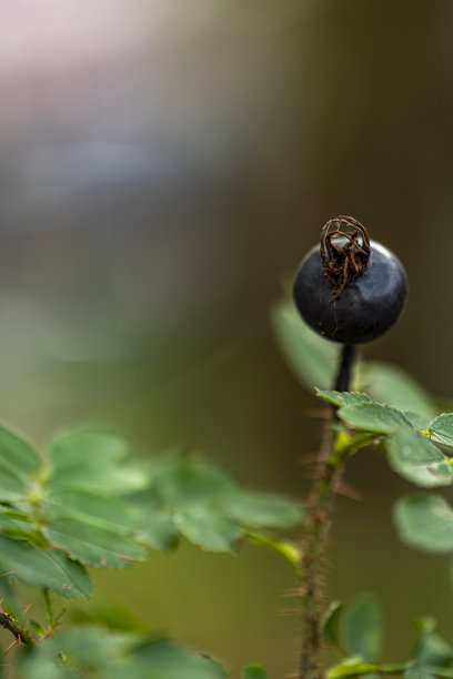 秋季浆果的自然黑莓枝头叶片，开放空间的浆果宏观照片图片下载