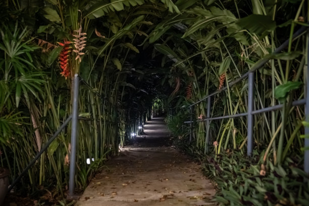 狭窄的走道穿过高大的香蕉叶，形成一个茂密的隧道。地面上的小灯照亮了穿过树叶的黑暗小径。图片下载