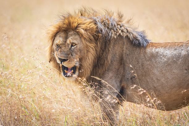 坦桑尼亚塞伦盖蒂金黄草原上，一只雄狮咆哮的肖像图片下载