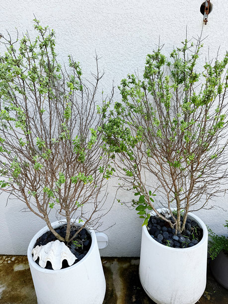 白色花盆里的盆栽小树，背景为白色墙壁，素材图片图片下载