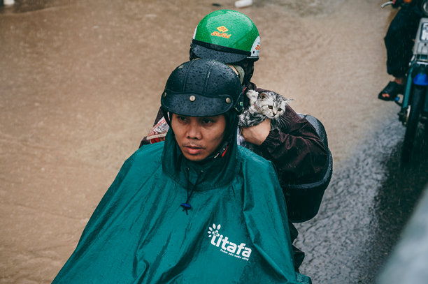 越南芽庄市，2025年11月21日。在越南芽庄市，人们在洪水和暴雨中，骑着摩托车穿过水坑，营救并转移一只小猫。图片下载