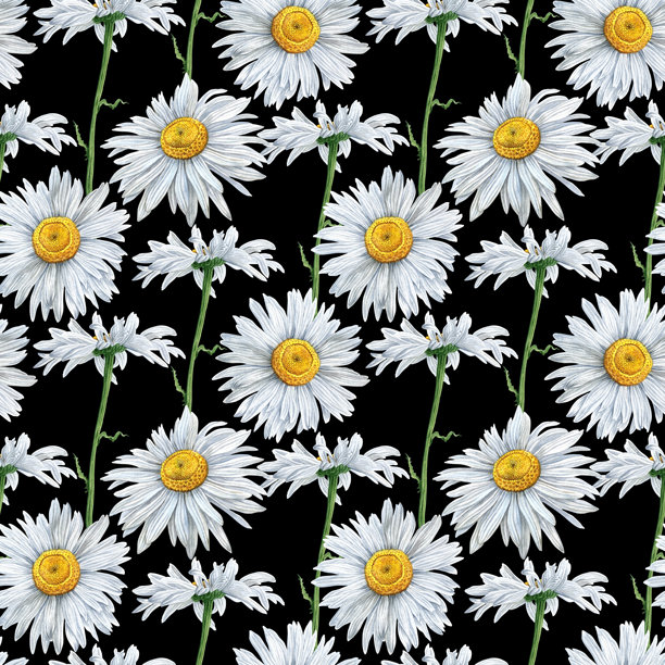 洋甘菊水彩插画黑色图案图片下载