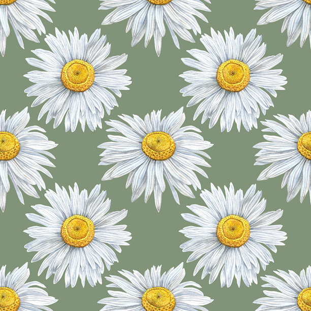 洋甘菊水彩插画图案_绿色图片下载