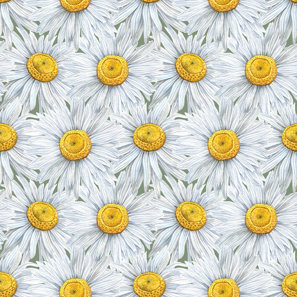 洋甘菊水彩插画图案，绿色无缝图片下载
