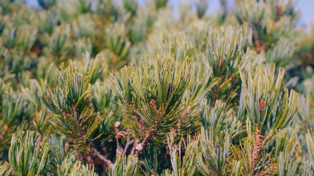 图片展示了密集的绿色松针和树枝的特写，充满整个画面。图片下载