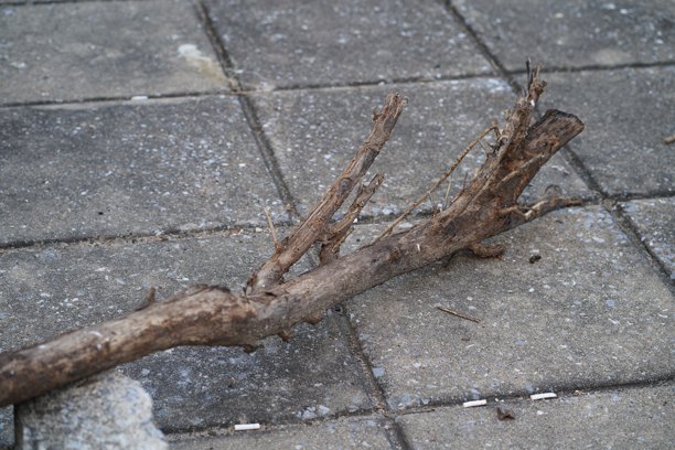 布满风霜的树枝落在石板路上，周围环绕着城市景观和自然元素，彰显了自然在钢筋水泥空间中的顽强生命力图片下载