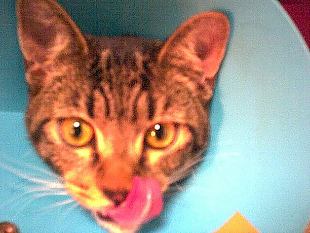 低分辨率彩色毛发猫咪照片 [用老式翻盖手机拍摄]图片下载