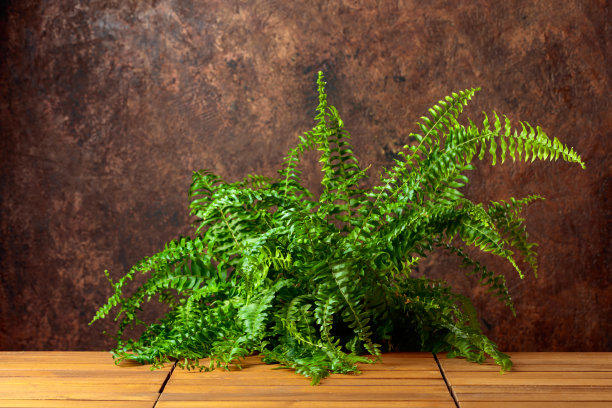 棕色复古墙壁背景上的蕨类植物。图片下载