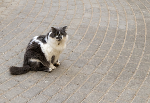 照片中可爱的猫。宠物图片下载
