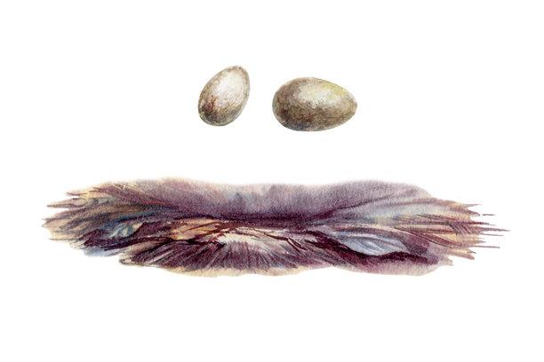 鸟巢和两颗斑点蛋的孤立水彩插画。手绘大地色系，带有柔软纸张纹理，适合儿童书籍、春季项目和养育主题的自然套装图片下载