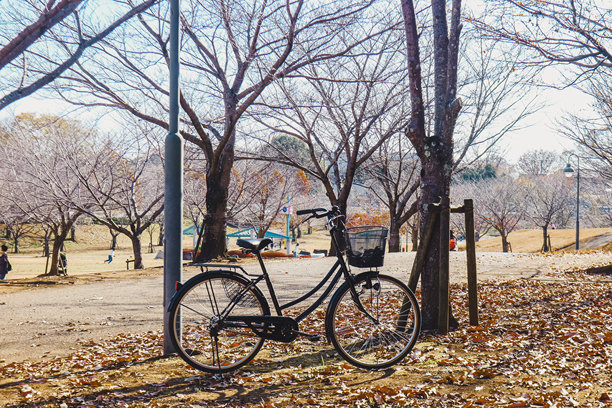 日本黑色自行车秋季在茨城县福冈樱花公园拍摄的照片图片下载