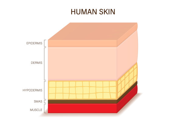 人体皮肤解剖图。皮肤结构层矢量图。表皮、真皮、皮下组织、筋膜浅层和肌肉。图片下载