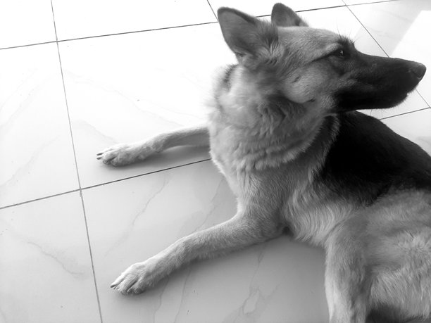 一只专注的德国牧羊犬在室内白色瓷砖地板上休息，黑白照片图片下载