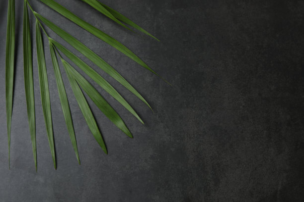 黑色背景上的异域风情棕榈叶，可用于文本添加空间图片下载