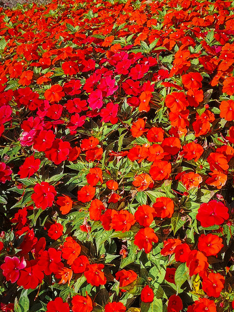 春季花园中，鲜艳多彩的非洲凤仙花（Impatiens walleriana）盛开。美丽的、色彩缤纷的花卉背景。竖幅照片。图片下载