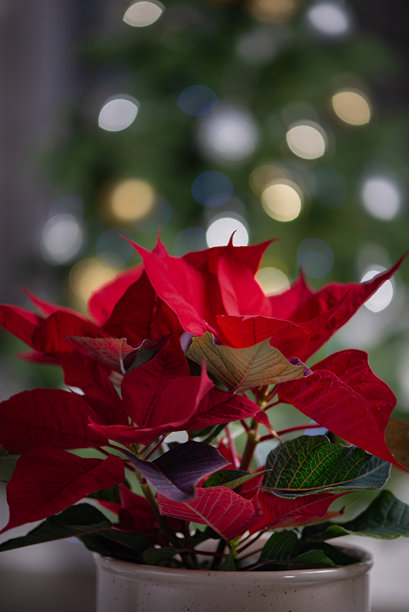 现代花盆里的传统圣诞花——红色一品红，摆放在房间内的桌子上，背景是绿色的圣诞树。适合社交媒体帖子背景、祝福、节日公告。高质量照片图片下载