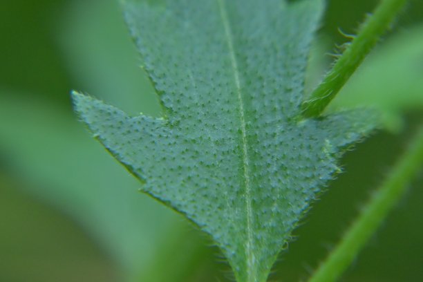杂草的特写照片，背景模糊。图片下载
