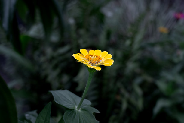 一朵鲜艳的黄色百日草盛开，特写镜头拍摄，背景是深绿色多叶的植物。一张明亮愉快的花卉微距图片。图片下载