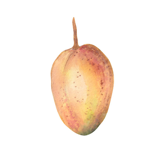 六种异国情调的热带鸟类水彩插画集，包括鹦鹉、巨嘴鸟、蜂鸟和凤头鸟类。色彩丰富、细节精致的手绘艺术作品，适合用于印刷品和设计项目。图片下载