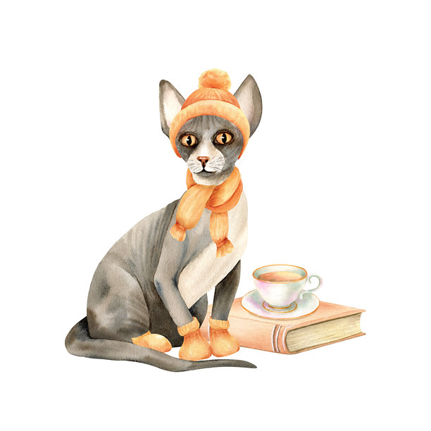 穿着暖和衣服的斯芬克斯猫。一只戴着针织帽、围巾和袜子的无毛小猫坐在书本和茶杯前。水彩风格的独立角色插画。复古风格，冬季，秋季舒适剪贴画图片下载