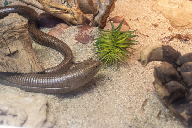 照片中的动物是蛇蜥。爬行动物图片下载