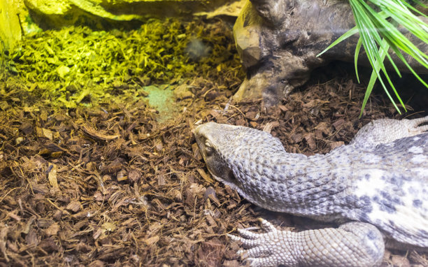 这张照片展示了一只巨蜥，很可能是萨瓦纳巨蜥。爬行动物图片下载