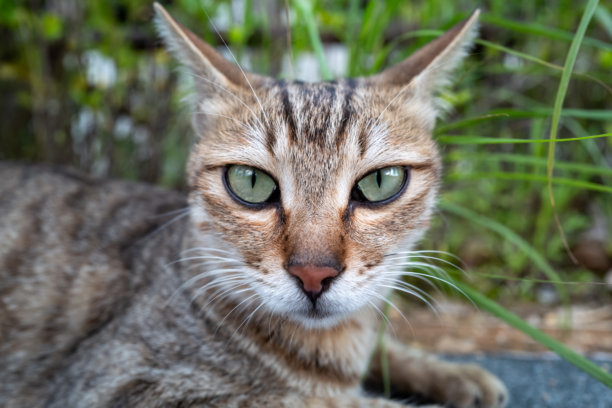 一只猫的肖像，猫的眼睛直视着镜头图片下载