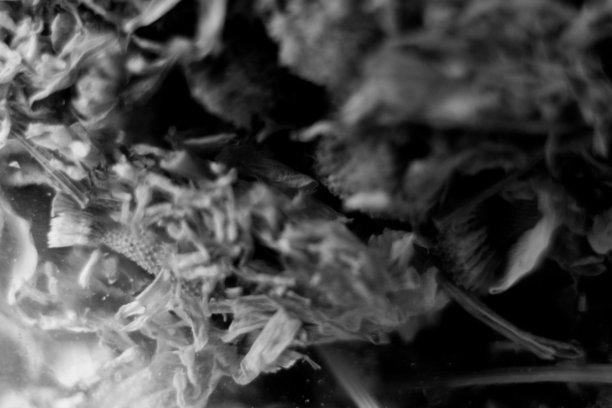 干茶叶的微距照片图片下载