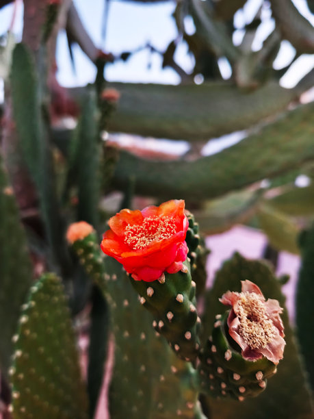 盛开的仙人掌（Opuntia）特写，鲜艳的橙色花朵映衬着模糊的仙人掌背景。照片。图片下载