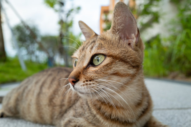 猫的肖像，猫的眼睛图片下载