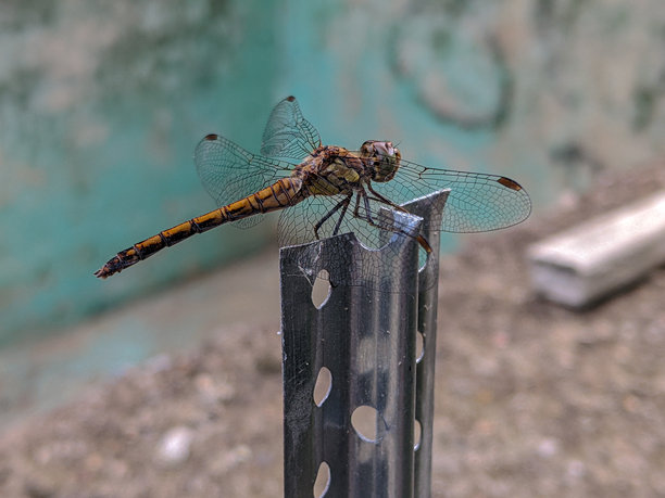这是一张蜻蜓栖息在金属柱子上的照片。图片下载