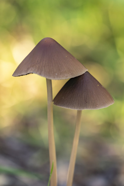 公园草地上的蘑菇微距照片——露珠与阳光，背景虚化图片下载