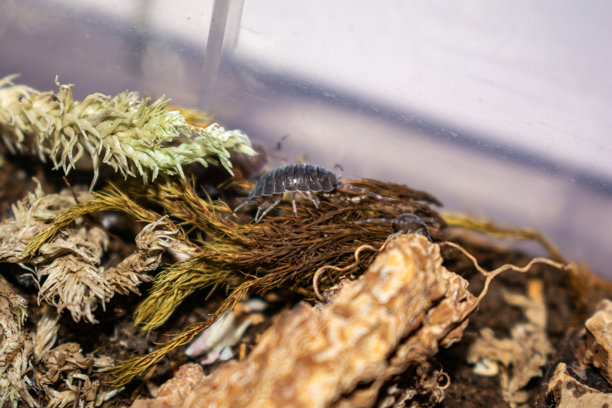 特写木虱或等足目动物。库存照片图片下载