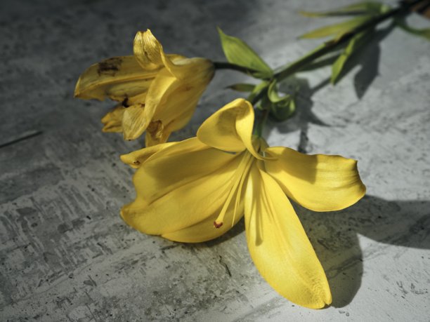 黄色百合花的特写工作室照片图片下载