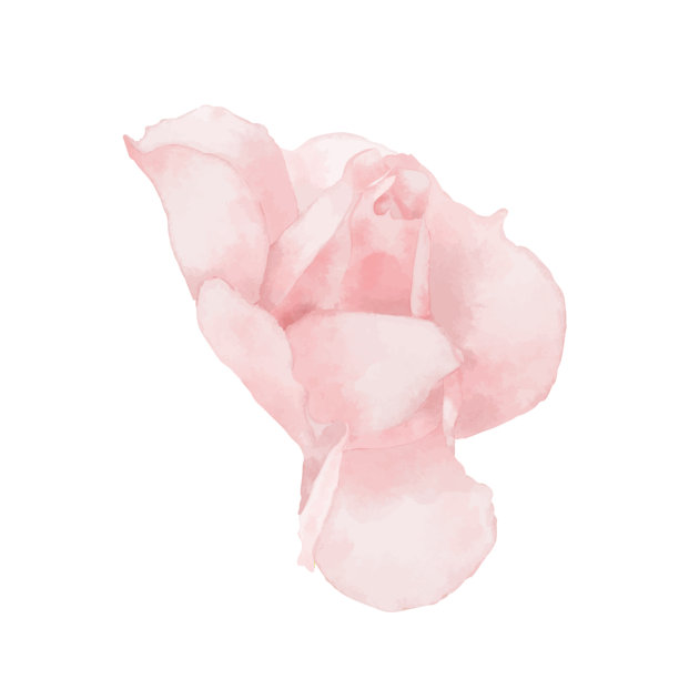 粉色玫瑰花的写实水彩插画，色彩柔和细腻图片下载
