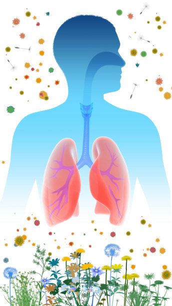 人体呼吸系统的3D插画。图片下载